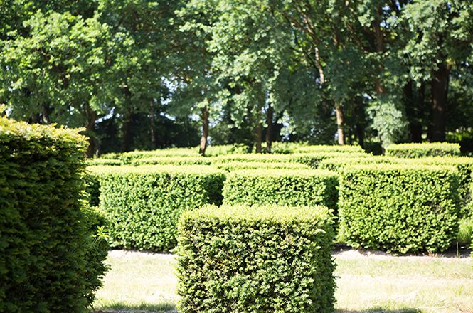 Barockgarten am Schloss Drottningholm in Schweden, umgeben von vierreihigen Kaiser-Linden, die von Lorenz von Ehren gezogen und 2008 geliefert wurden. Heute prägen sie majestätisch die Landschaft.